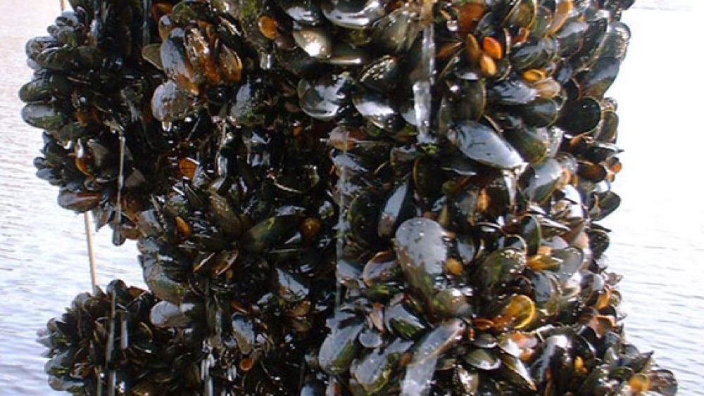 Molluschicoltura ed eventi climatici estremi estivi